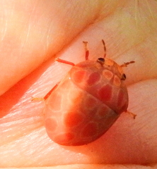 Steganocerus multipunctatus
