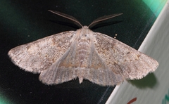 Drepanogynis miltophyris