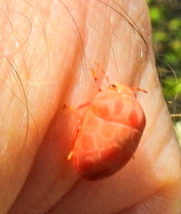 Steganocerus multipunctatus