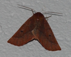 Drepanogynis cnephaeogramma