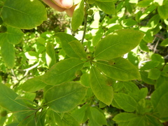 Ilex mucronata image