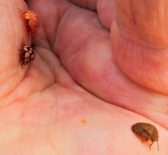 Steganocerus multipunctatus