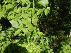 Ilex mucronata image