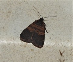 Hydrillodes metisalis