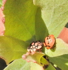 Steganocerus multipunctatus