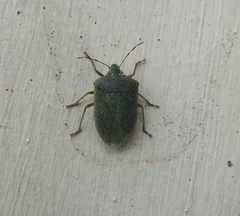 Nezara viridula