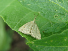 Polypogon tentacularia