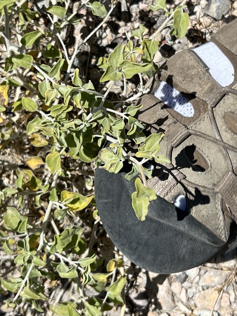 Virgin River Brittlebush from Red Rock Canyon National Conservation