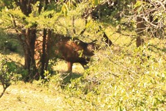 Tragelaphus sylvaticus meneliki