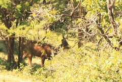 Tragelaphus sylvaticus meneliki