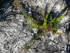 Pseudoselago gracilis