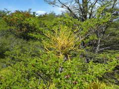 Misodendrum punctulatum
