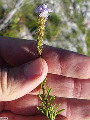 Pseudoselago gracilis