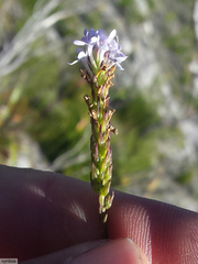 Pseudoselago gracilis