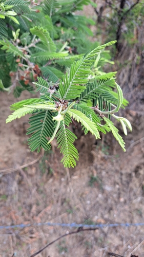Image of Vachellia pennatula by (c) Gustavo ZaRo, some rights reserved (CC BY)