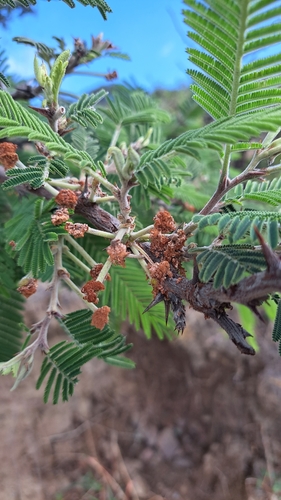 Image of Vachellia pennatula by (c) Gustavo ZaRo, some rights reserved (CC BY)
