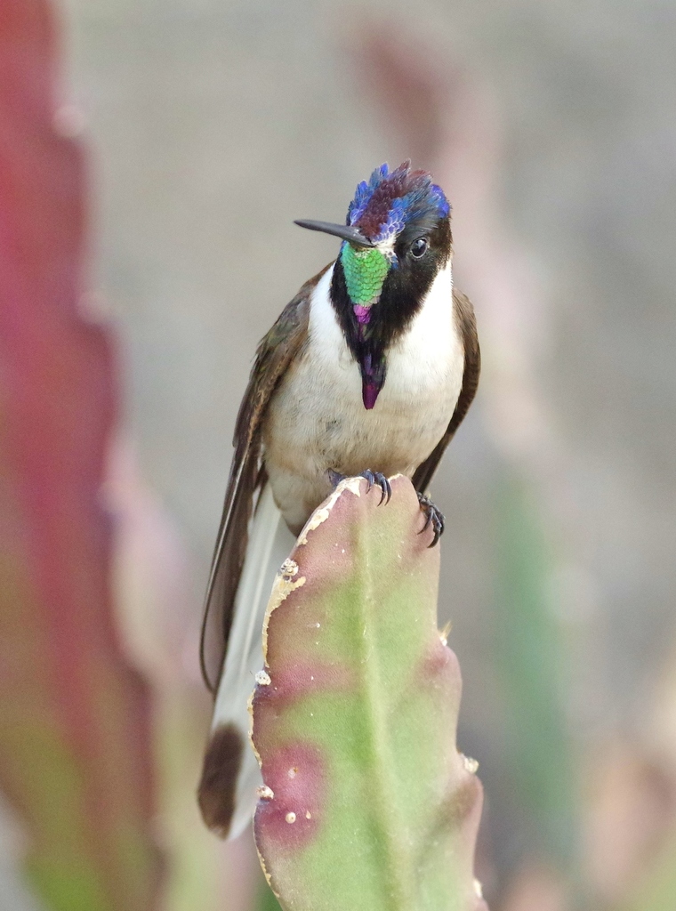 Bearded Mountaineer photo