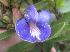 Periandra mediterranea