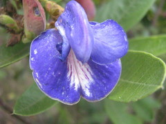 Periandra mediterranea