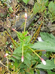 Epilobium amurense