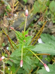 Epilobium amurense