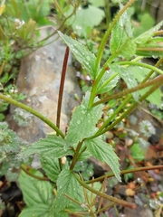 Epilobium amurense