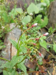 Epilobium amurense