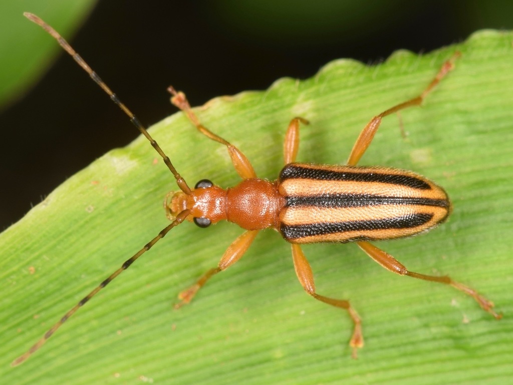 Metacmaeops vittatus