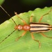 Metacmaeops vittata - Photo (c) skitterbug,  זכויות יוצרים חלקיות (CC BY), הועלה על ידי skitterbug