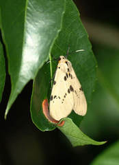 Amsactoides guangxica