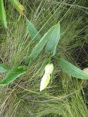 Xanthosoma striatipes