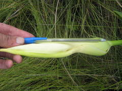 Xanthosoma striatipes