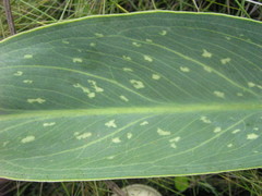 Xanthosoma striatipes