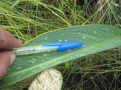 Xanthosoma striatipes