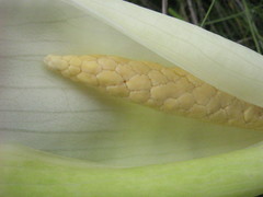 Xanthosoma striatipes