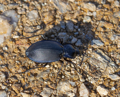 Oreocarabus