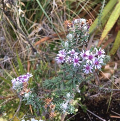 Linochilus phylicoides
