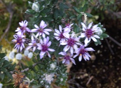 Linochilus phylicoides