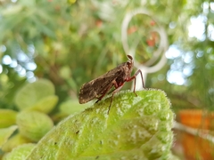 Copidocephala viridiguttata