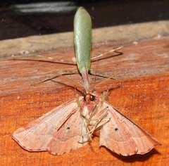 Drepanogynis cnephaeogramma