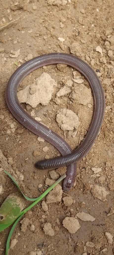 Coast Worm Lizard
