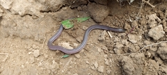 Coast Worm Lizard photo 2