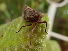 Copidocephala viridiguttata