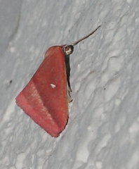 Rhodometra participata
