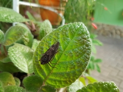 Copidocephala viridiguttata