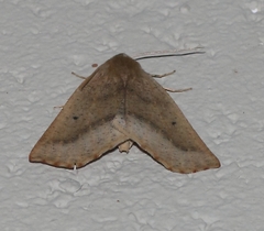 Drepanogynis cnephaeogramma