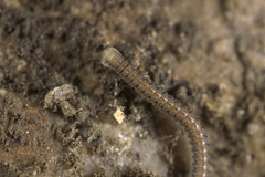 Glyphiulus granulatus