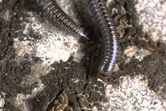 Anaulaciulus tonginus