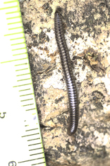 Anaulaciulus tonginus