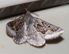 Drepanogynis intricata